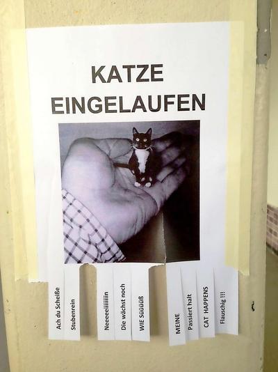 katze_eingelaufen.jpg